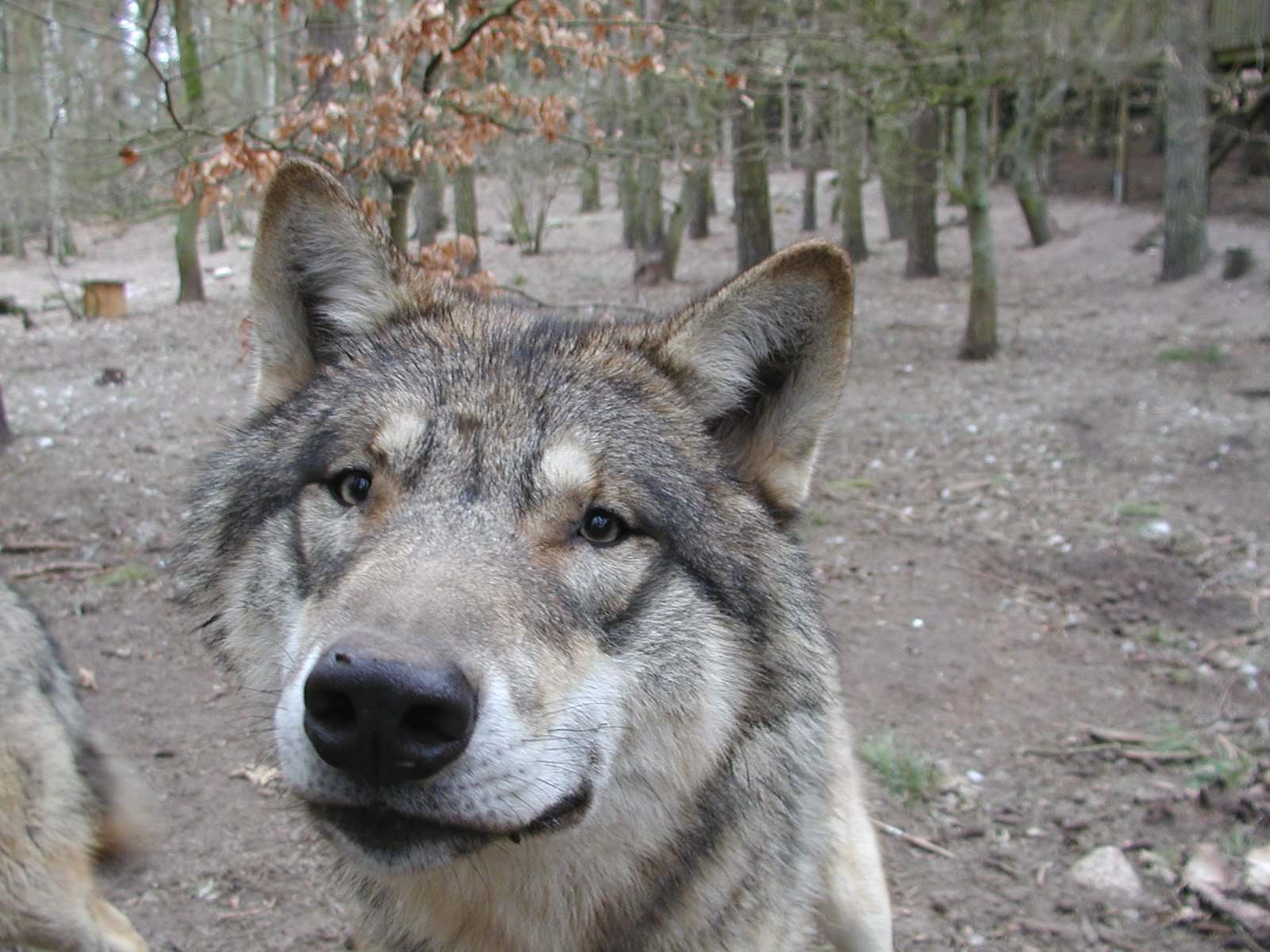 Wolf im Wildpark-MV Güstrow