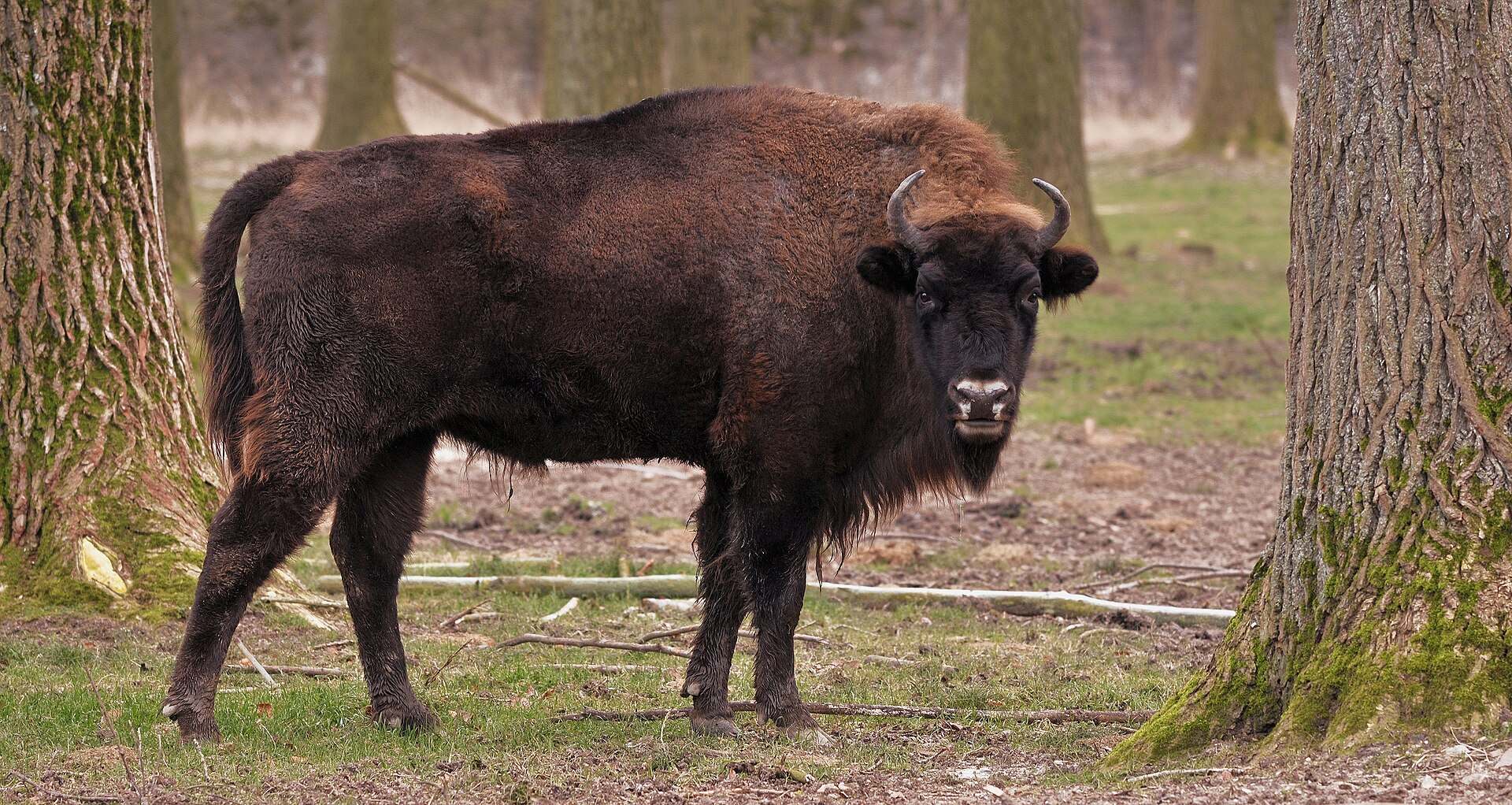 Flachlandwisent (Europäischer Bison) auf einer Wiese